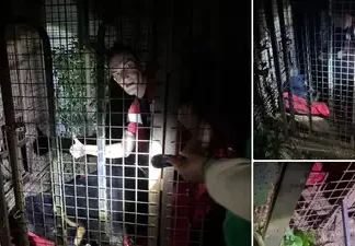 Гималайский медведь сбежал из вольера в Ленинградской области