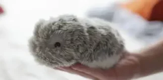 Кошки и собаки с искусственным интеллектом стали популярными в Китае