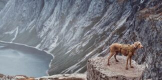56 новых скринсейверов Mountain Lion