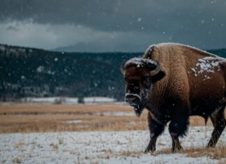Экстремальный забег Red Bull Trans Siberian Extreme