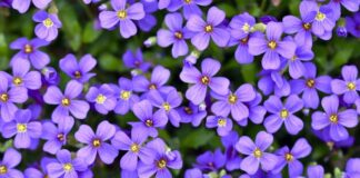 Уход за фиалками как залог их здоровья и красоты