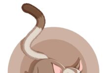 Жизнь с котом